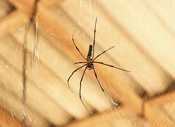article-housespiders